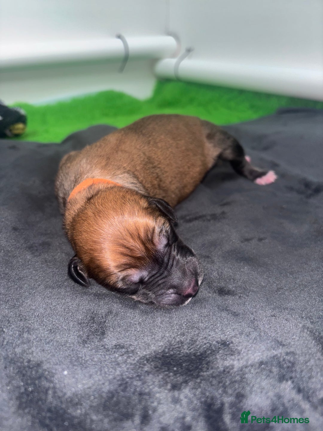 Mixed Breed dogs for sale: Saluki Bull Grey Puppies  - Image 15