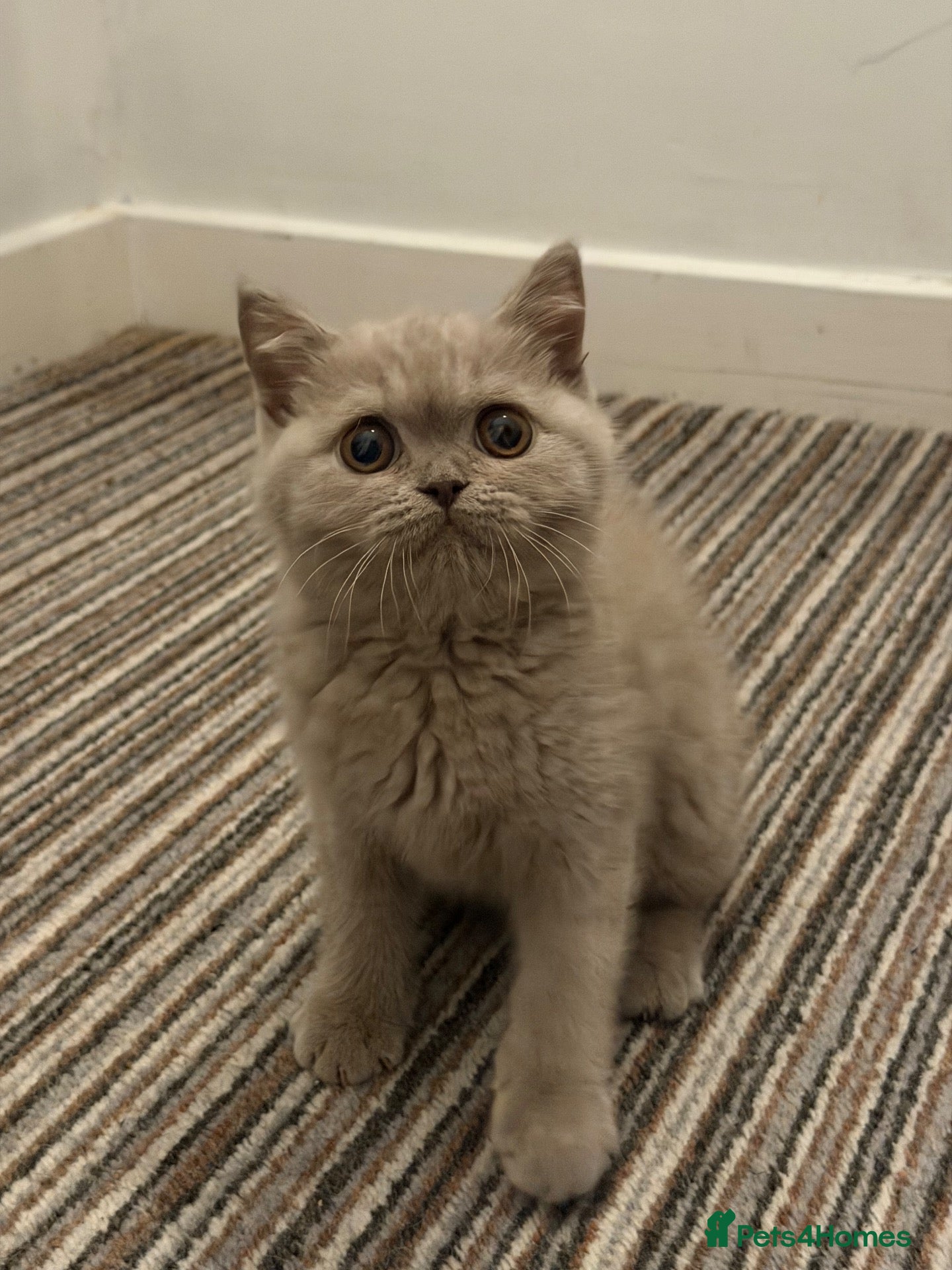 British Shorthair cats for sale: British shorthair (one boy left) - Advert 2