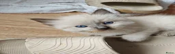 Ragdoll cats for sale: ​Beautiful Ragdoll Kittens  Boys & Girls Available - Advert 9