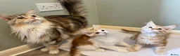 Maine Coon cats for sale: GCCF pedigree Male Maine Coon kittens  - Advert 9