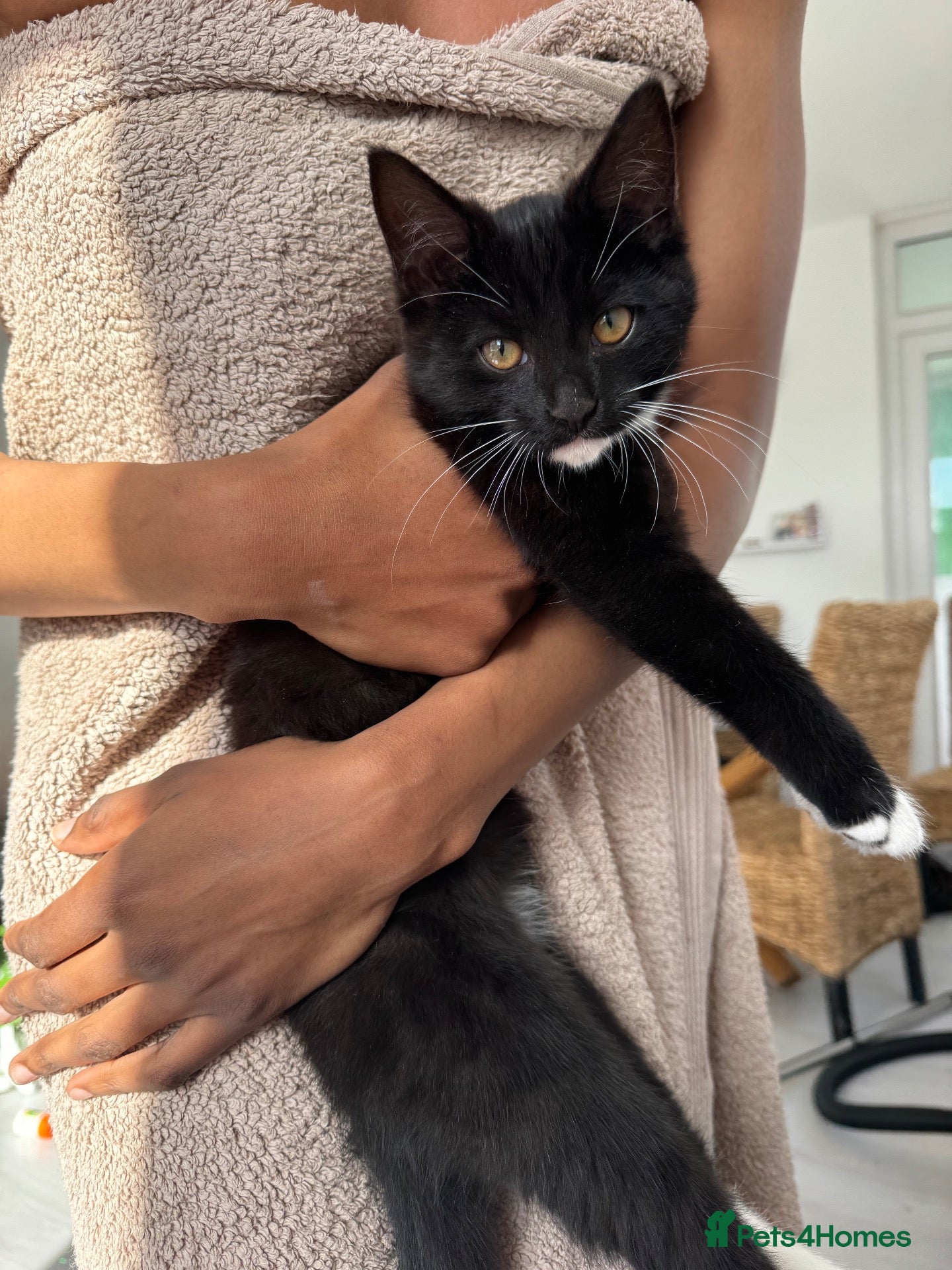 Mixed Breed cats Male kitten for sale - Advert 2