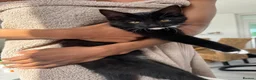 Mixed Breed cats for sale: Male kitten for sale - Advert 1