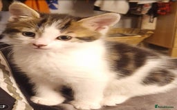 Mixed Breed cats for sale: 2 Tabbie beauties - Image 2