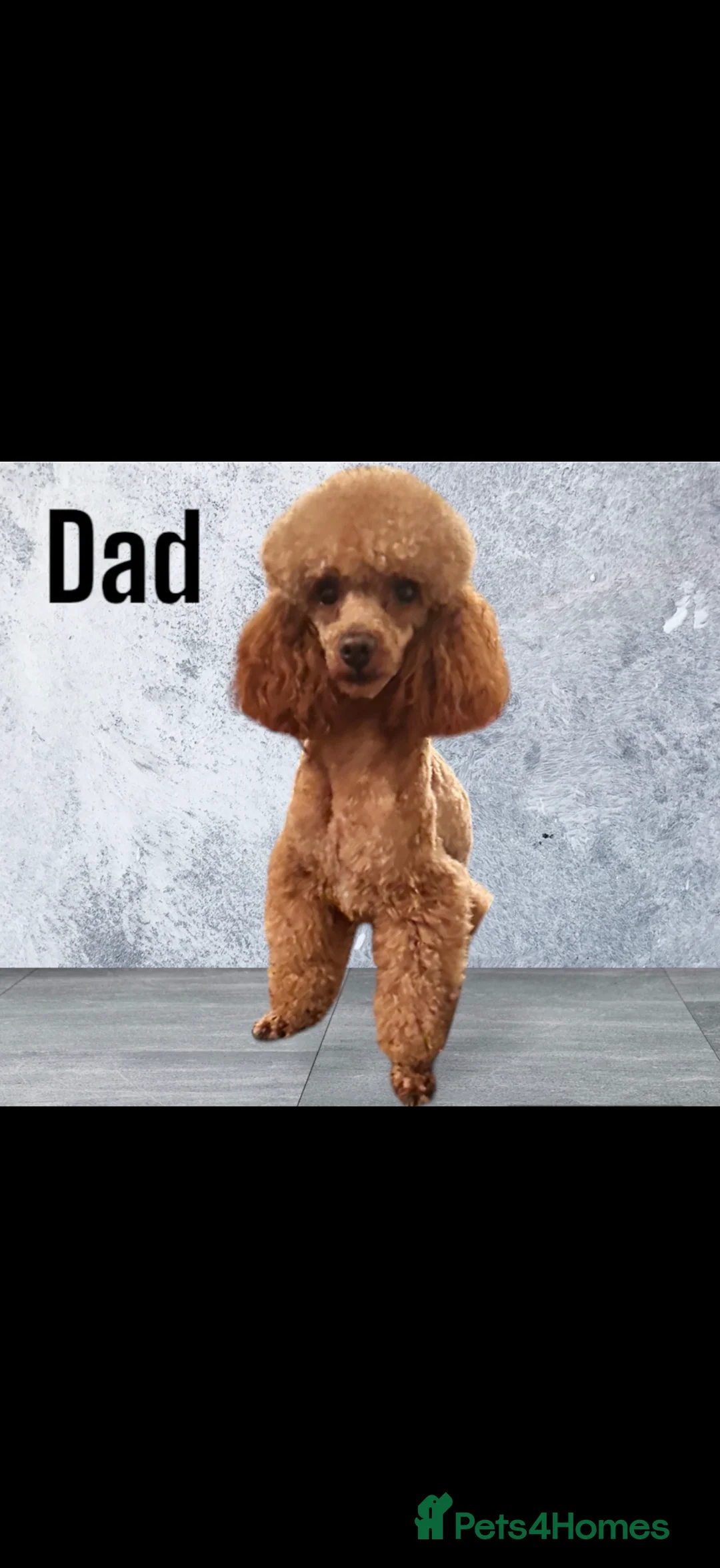 Cockapoo dogs for sale: DEEP RED COCKAPOO PUPPIES REDY NOW - Advert 18