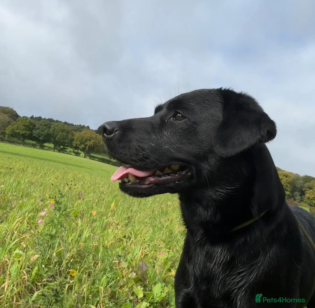 Labrador Retriever dogs for stud: Health Tested Working Labrador Retriever for stud in Burton-on-Trent - Advert 7
