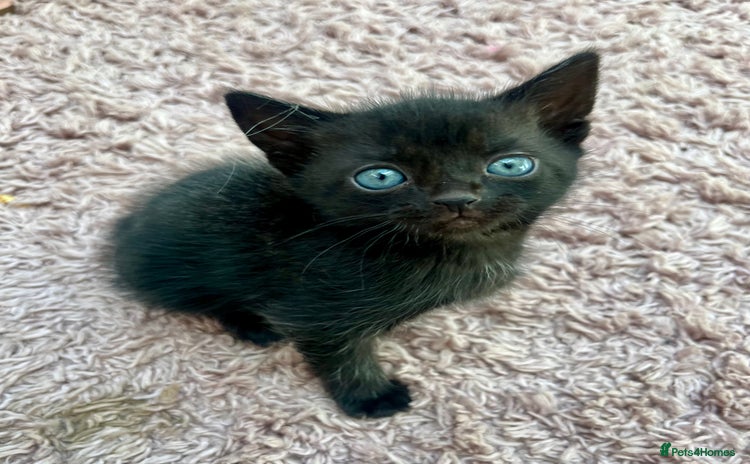 Mixed Breed cats - Advert 15