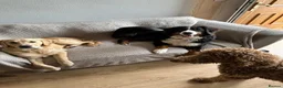 Bernese Mountain Dog dogs for sale: Kiara 11 month Bernese Mountain Dog  in Bradford - Advert 21