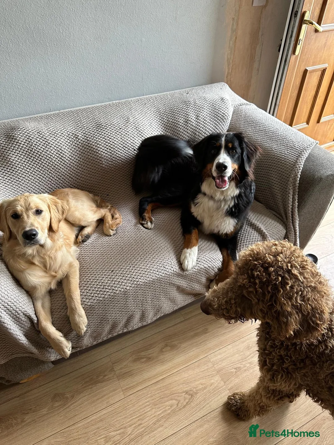 Bernese Mountain Dog dogs for sale: Kiara 11 month Bernese Mountain Dog  in Bradford - Advert 21