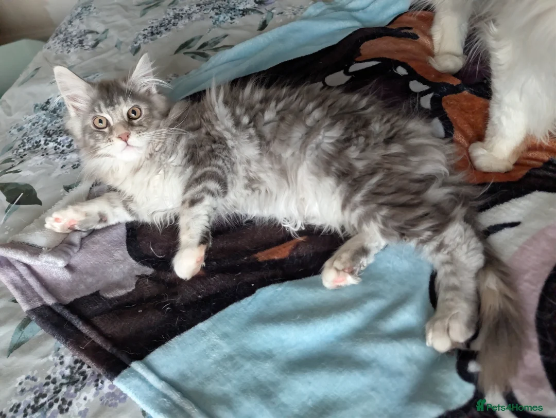 Maine Coon cats for sale: GCCF Maine Coon Kittens  - Advert 16