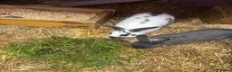 Netherland Dwarf rabbits for sale: 2 bunnies  - Advert 3