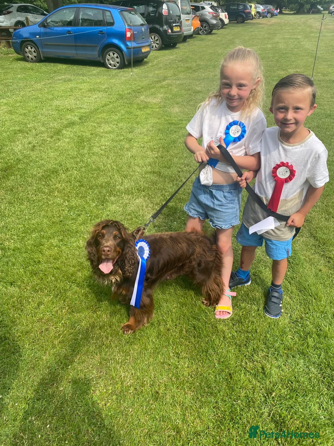 Sprocker dogs for stud: PROVEN SPROCKER SPANIEL - Advert 20