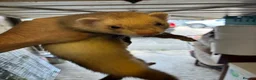 Ferret rodents for sale: Ferret Boy for sale in Ilminster - Advert 3
