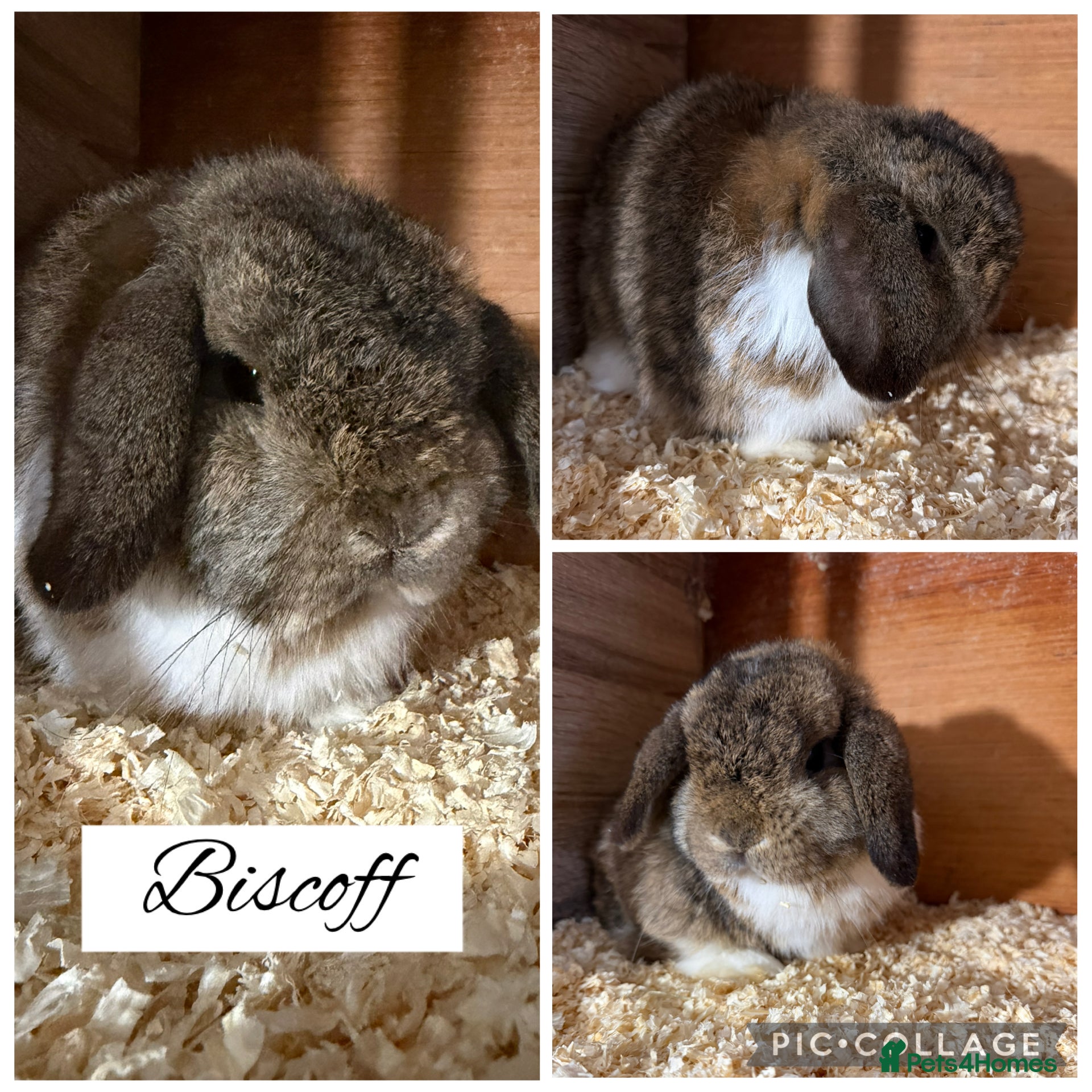 Mini Lop rabbits Pure bred mini lops  - Advert 18