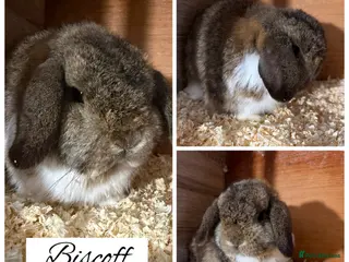 Mini Lop rabbits Pure bred mini lops - Advert 18