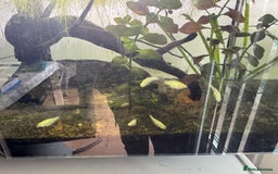 Plecos fish for sale: Baby mollies - Image 2
