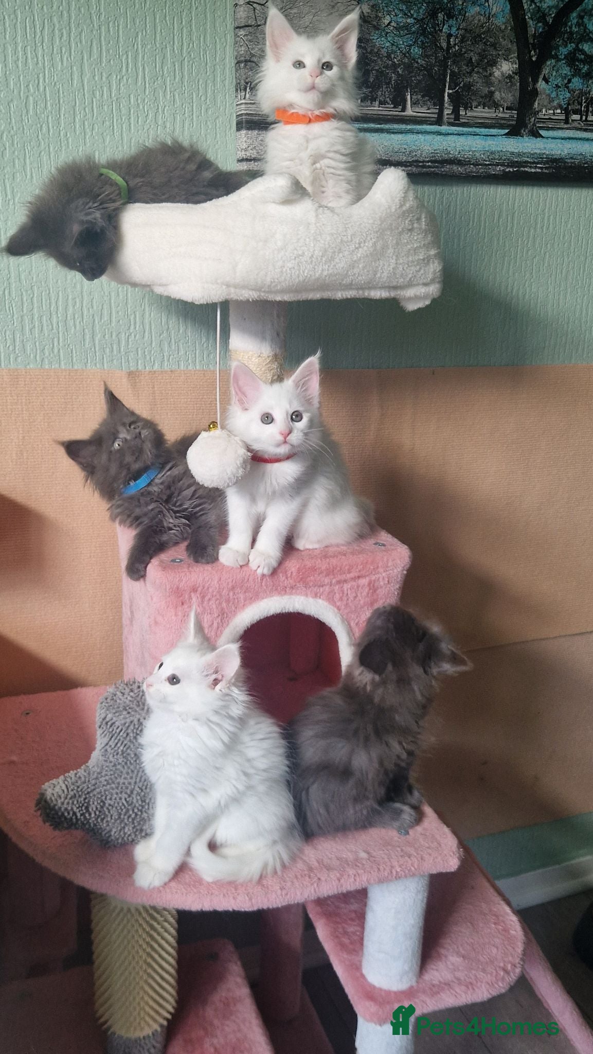 Maine Coon cats PURE BREED MAINE COON KITTENS AVAILABLE - Advert 2