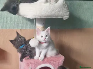 Maine Coon cats PURE BREED MAINE COON KITTENS AVAILABLE - Advert 7