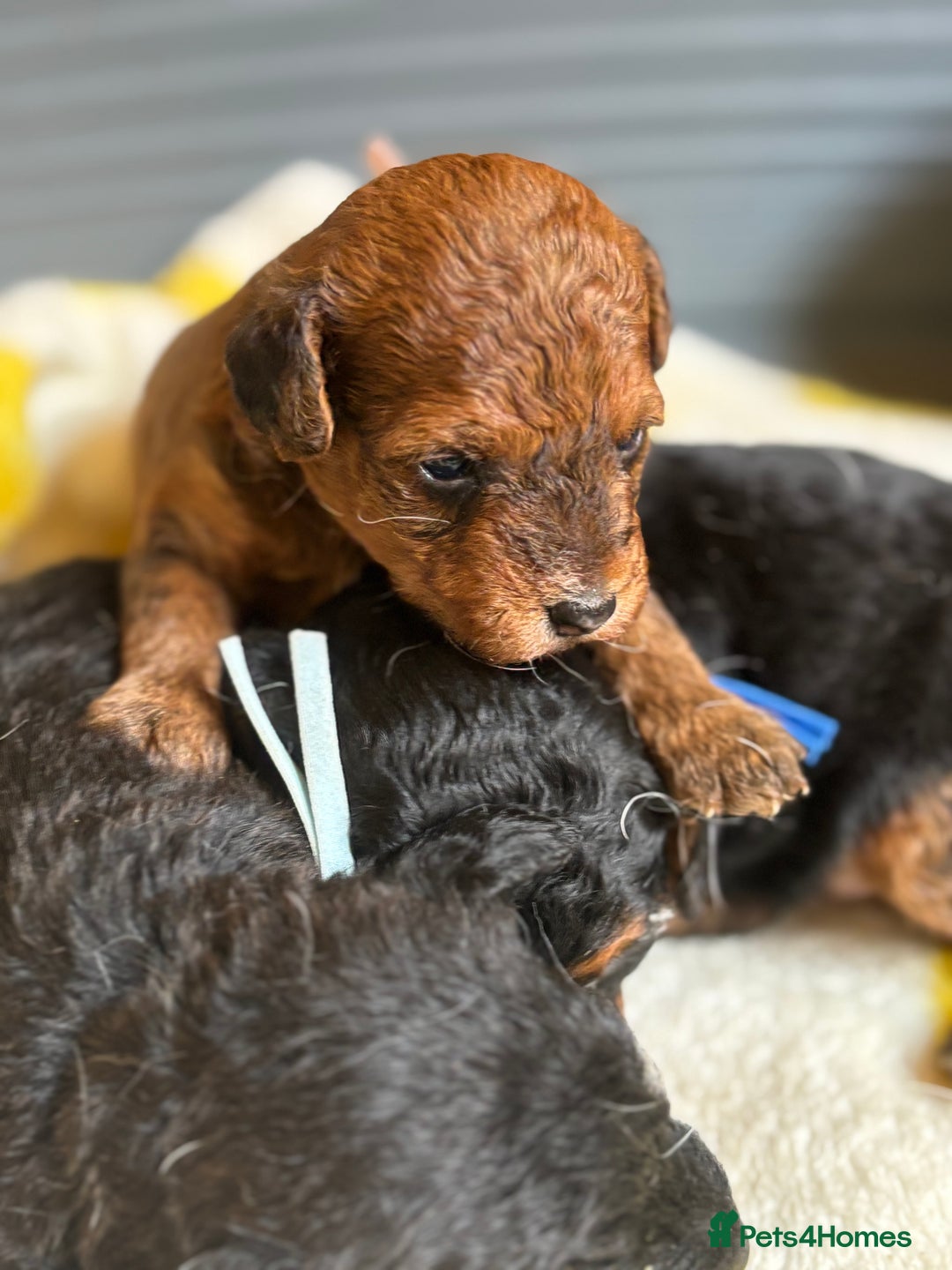 Mixed Breed dogs for sale: Foxipoo puppy’s  - Image 17