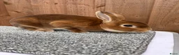 Rex rabbits for sale: Purebred Mini Rex - Chocolate Otter & Cinnamon - Advert 29