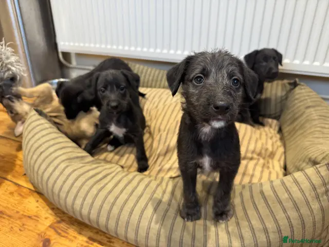 Mixed Breed dogs for sale: 🐾Last Male 🐾🐶 Bedlington Whippet Puppies 🐶🐾🐾 - Advert 13