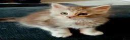 Maine Coon cats for sale: Maine Coon Kitten  in York - Advert 3