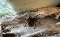 Tarantulas invertebrates for sale: Tarantula - Image 3