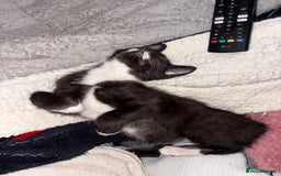 British Shorthair cats for sale: Beautiful loving Black/white rescued girl Kitten - Image 2