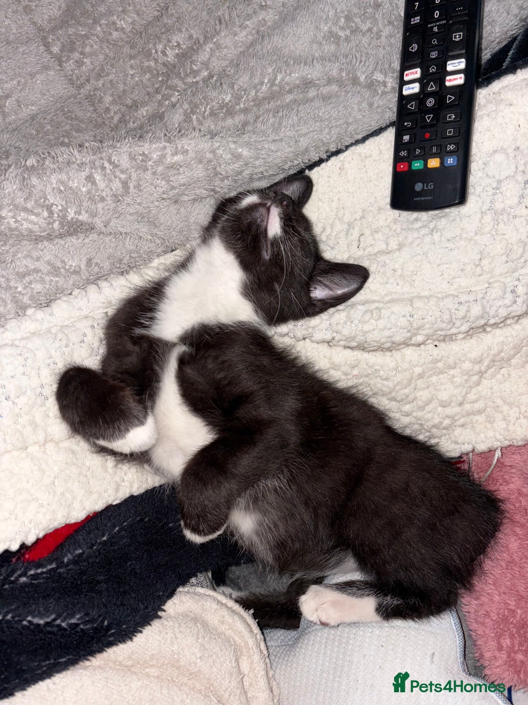 British Shorthair cats for sale: Beautiful loving Black/white rescued girl Kitten - Image 2