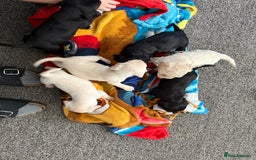 Mixed Breed dogs for sale: Mix breed pups - Image 4