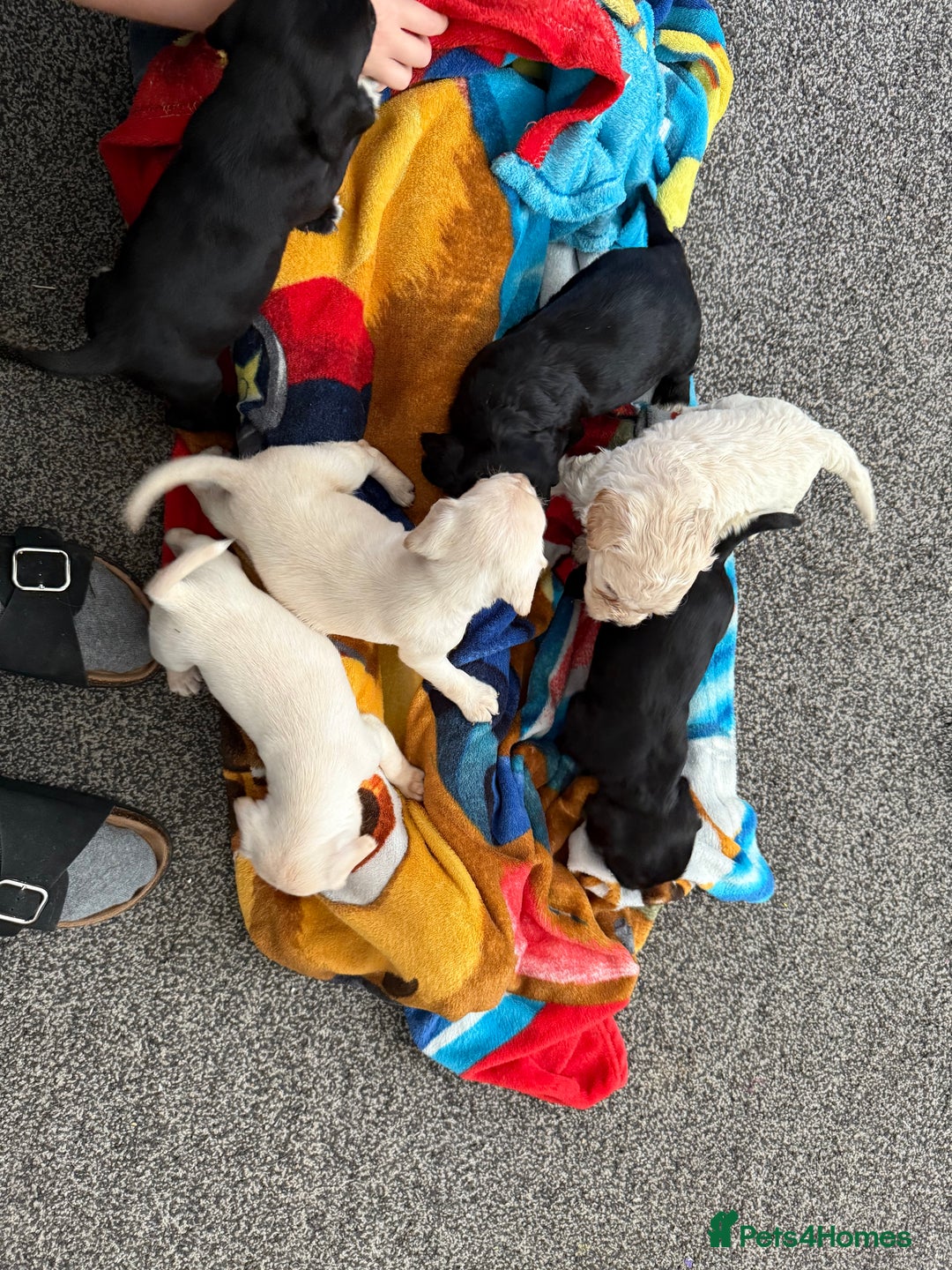 Mixed Breed dogs for sale: Mix breed pups - Image 4