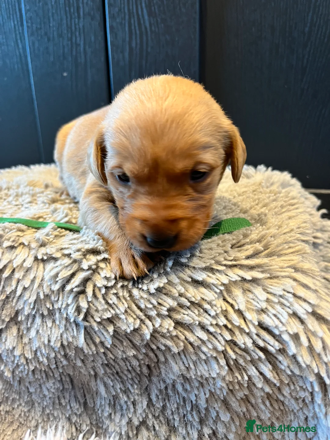 Labrador Retriever dogs for sale:  Fox red Labrador pups for sale, KC registered - Advert 29