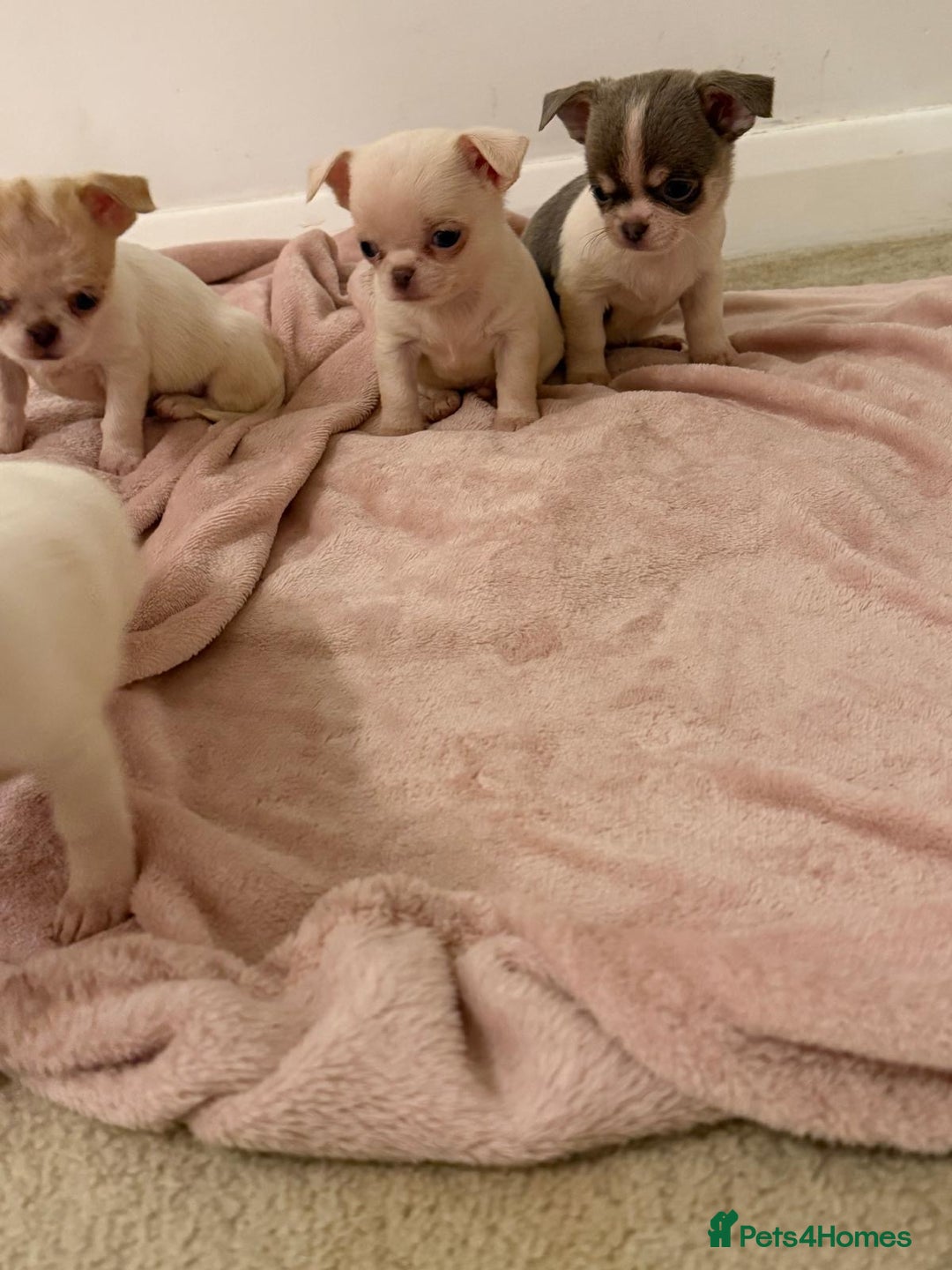 Chihuahua dogs for sale: Kc chihuahua puppies Russian and Ukraine lines - Advert 25