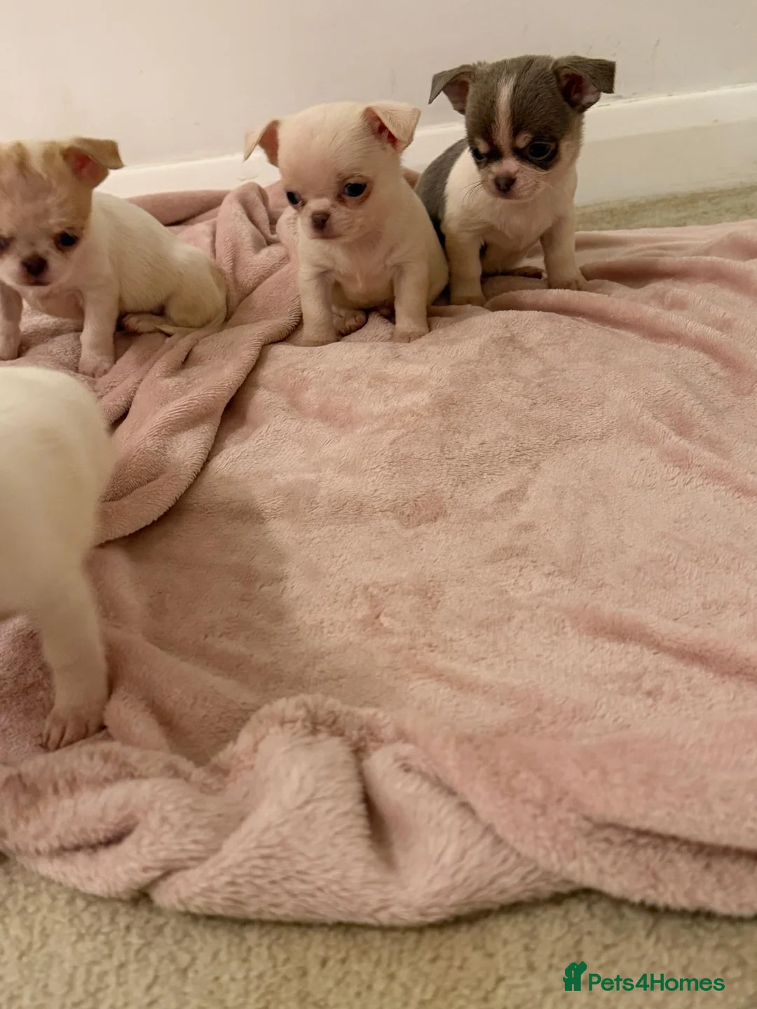 Chihuahua dogs for sale: Kc chihuahua puppies Russian and Ukraine lines - Advert 25