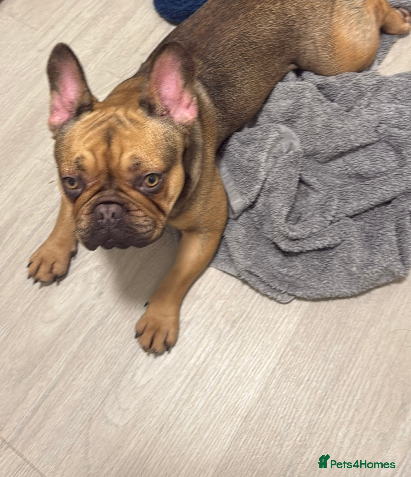 French Bulldog dogs Male and female frenchies rehome  - Advert 1
