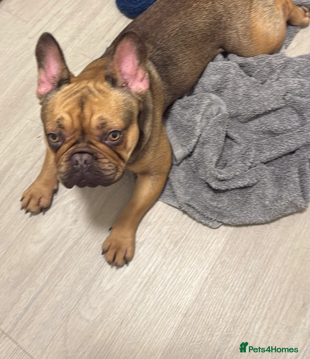 French Bulldog dogs for sale: Male and female frenchies rehome  - Advert 1