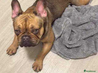 French Bulldog dogs Male and female frenchies rehome - Advert 1