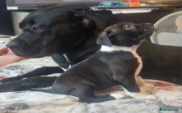 Cane Corso dogs for sale: Beautiful chunky girl  - Image 3