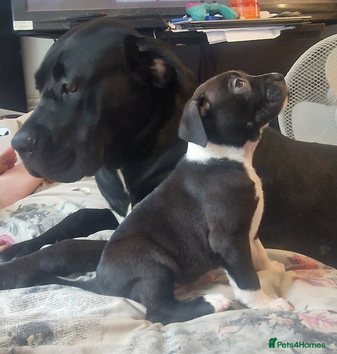 Cane Corso dogs for sale: Beautiful chunky girl  - Image 3