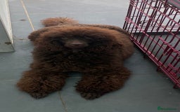 Miniature Poodle dogs for stud: Health tested Miniature Poodle Proven Stud Dog  in Preston - Image 4