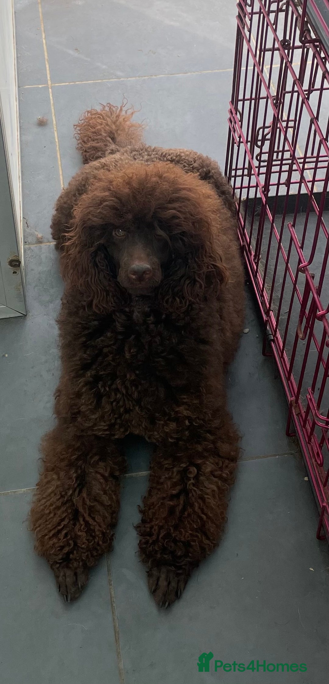 Miniature Poodle dogs for stud: Health tested Miniature Poodle Proven Stud Dog  in Preston - Image 4