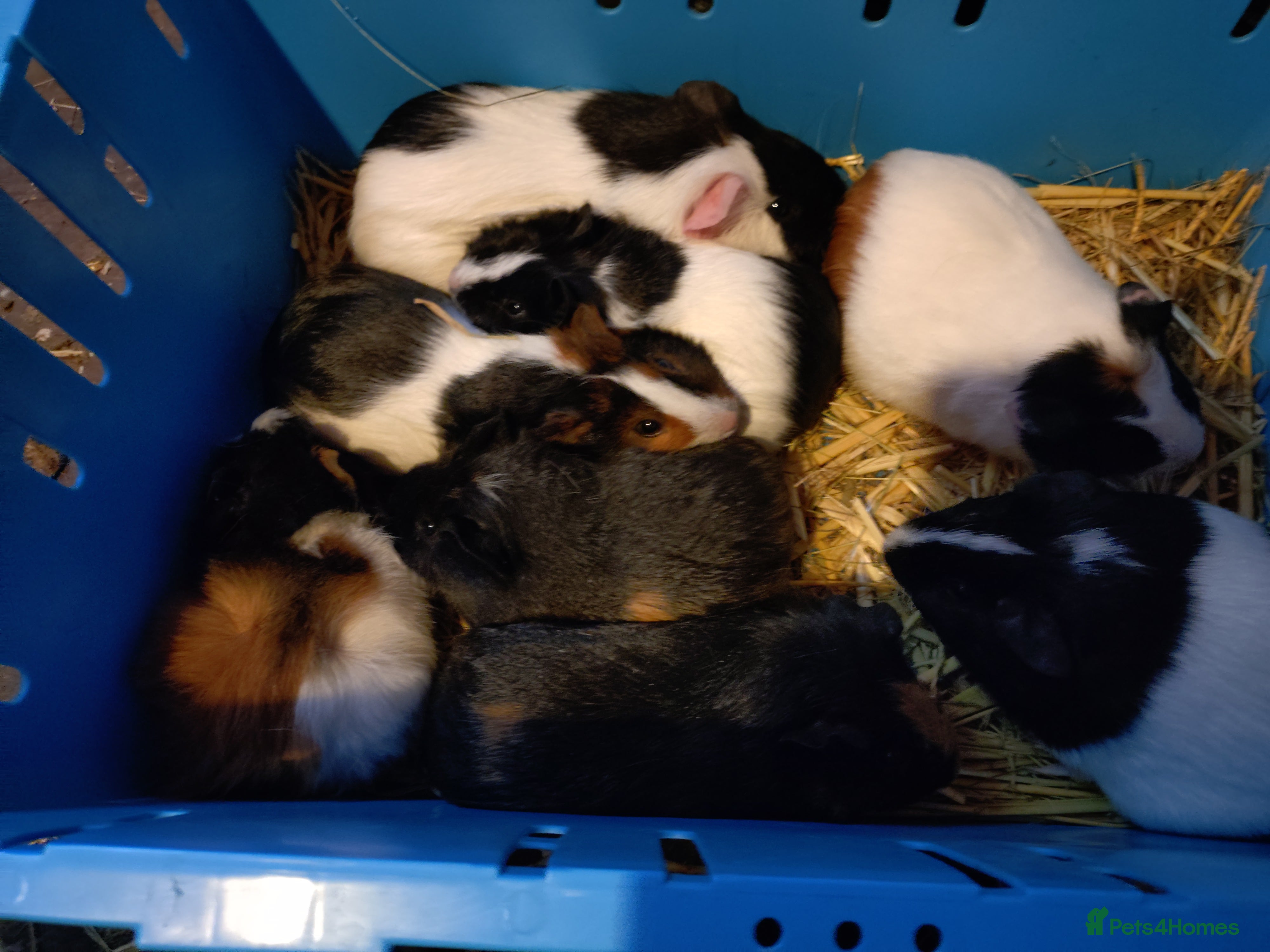 Guinea Pig rodents Baby guinea pig males and females  - Advert 12