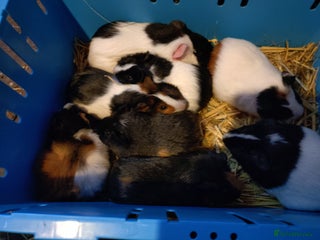 Guinea Pig rodents Baby guinea pig males and females - Advert 12