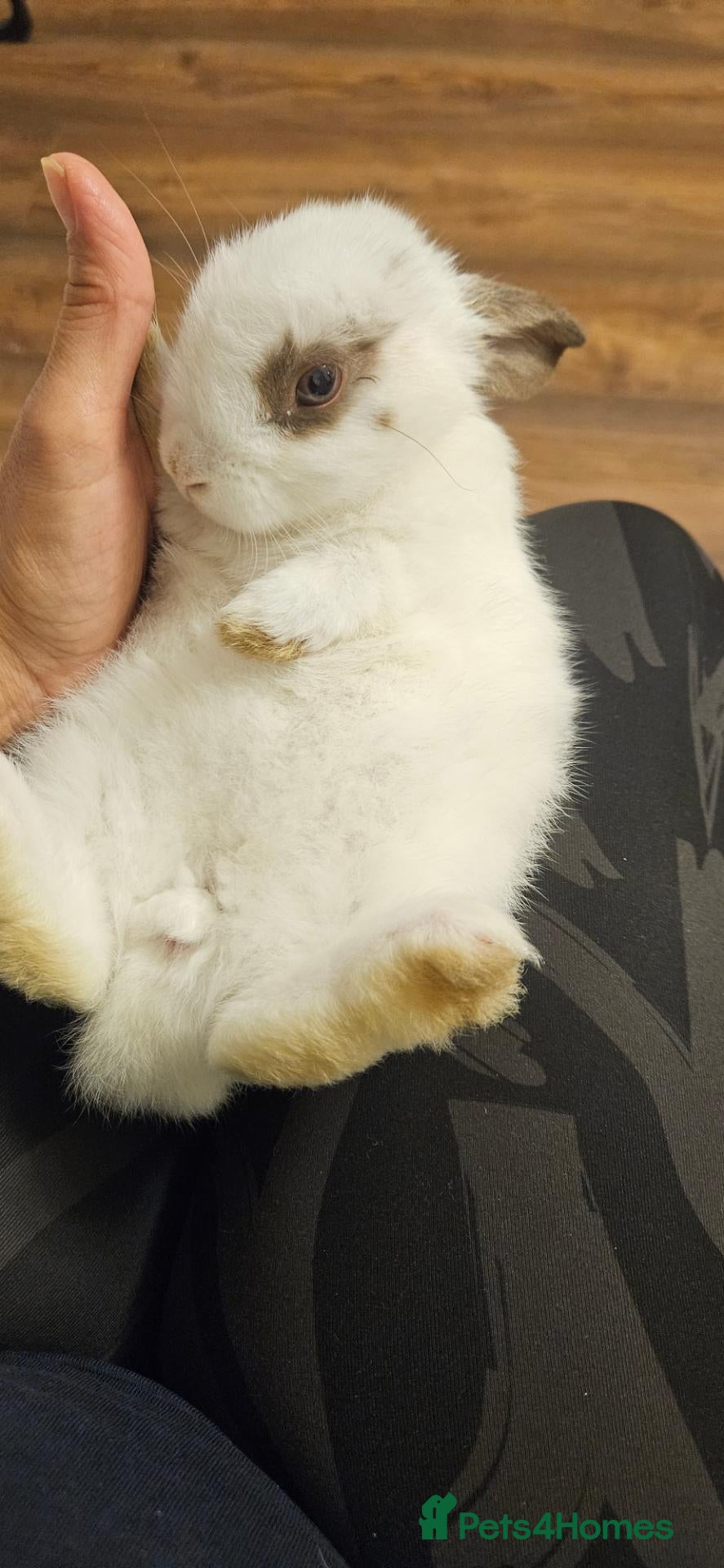 Mixed Breed rabbits They are lion head and Dutch mix 🥰 - Advert 2