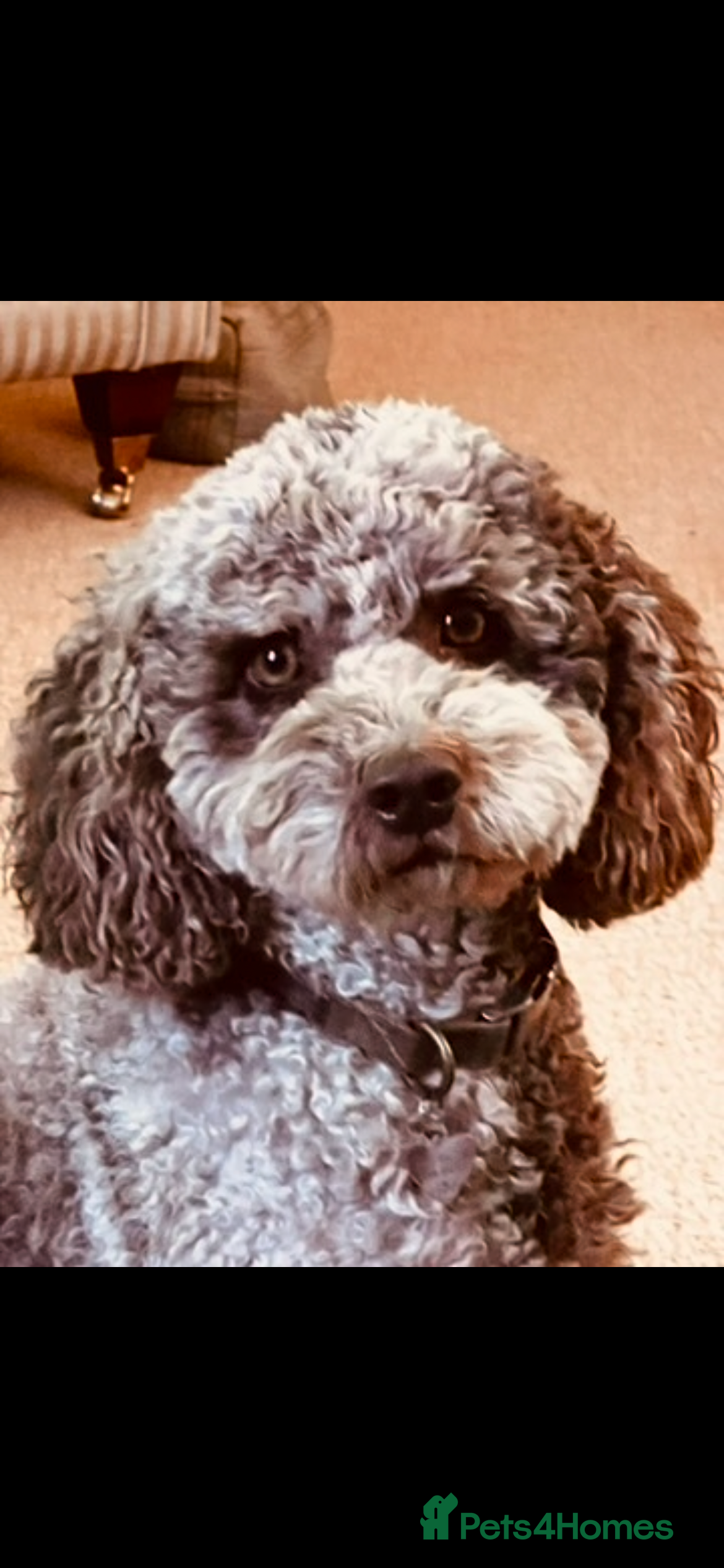 Mixed Breed dogs Australian Labradoodle. Labradoodle/Cockapoo - Advert 2