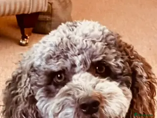 Mixed Breed dogs Australian Labradoodle. Labradoodle/Cockapoo - Advert 2