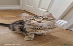 Maine Coon cats for sale: Pure Maine coon - Image 13