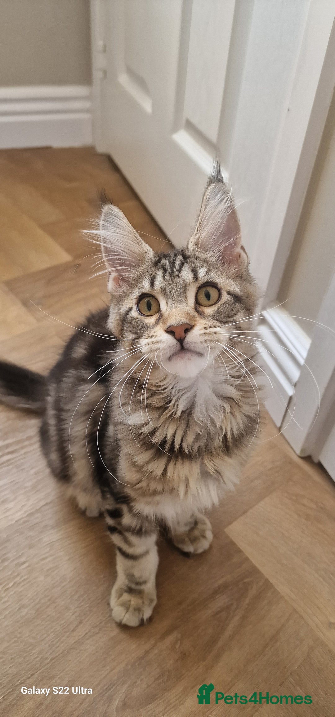 Maine Coon cats for sale: Pure Maine coon - Image 13