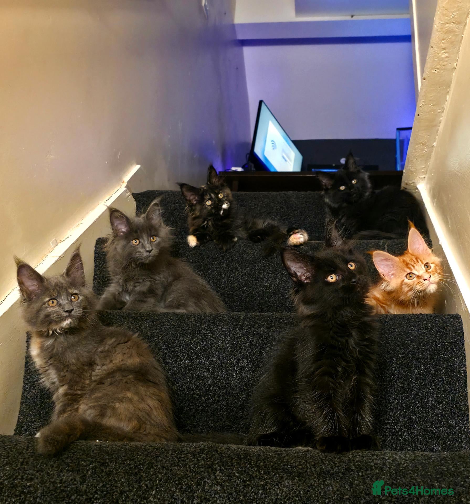 Maine Coon cats Maine Coon Kittens  - Advert 1