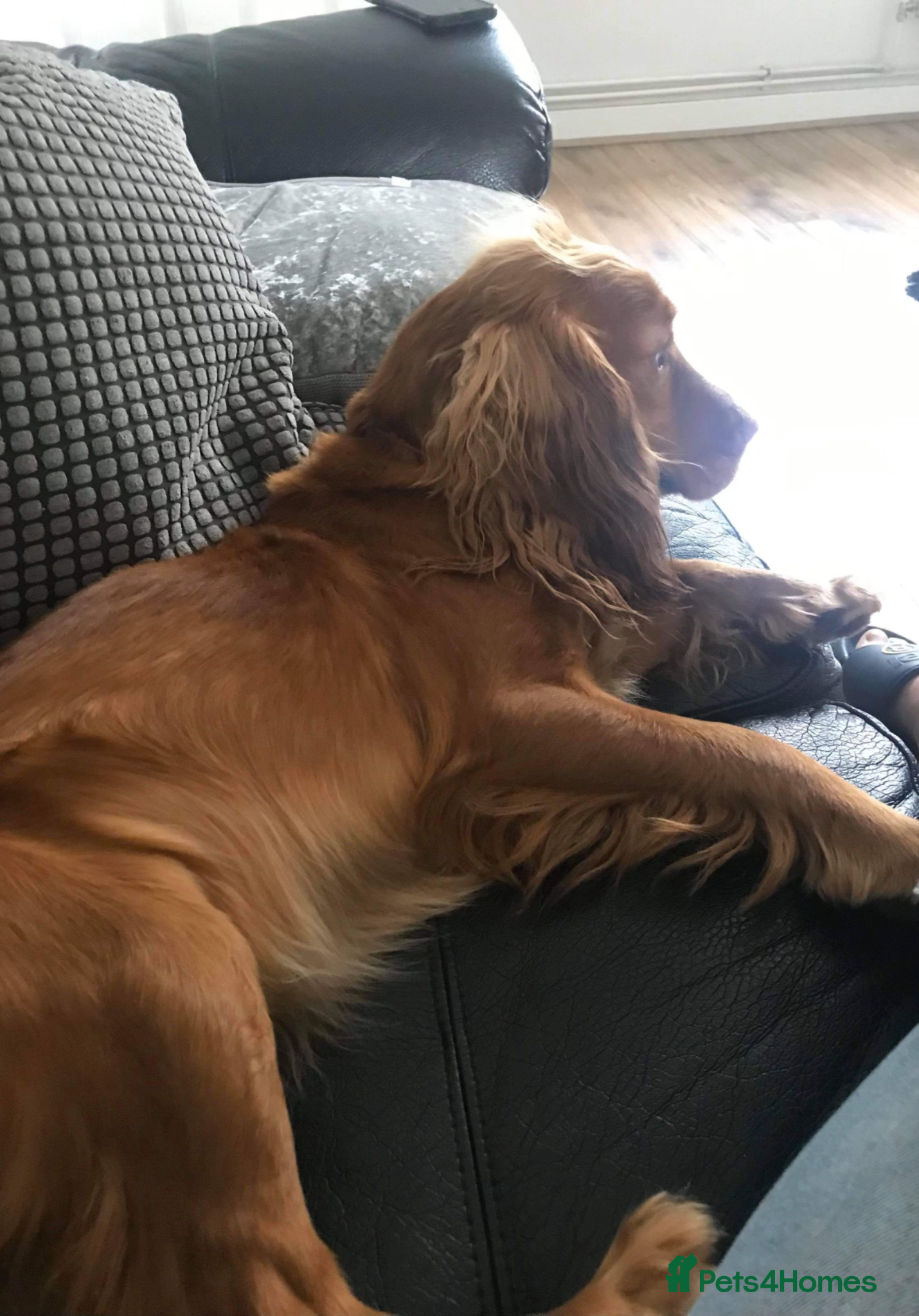 Cockapoo dogs for sale: STUNNING F1 cockapoo puppies  - Advert 5