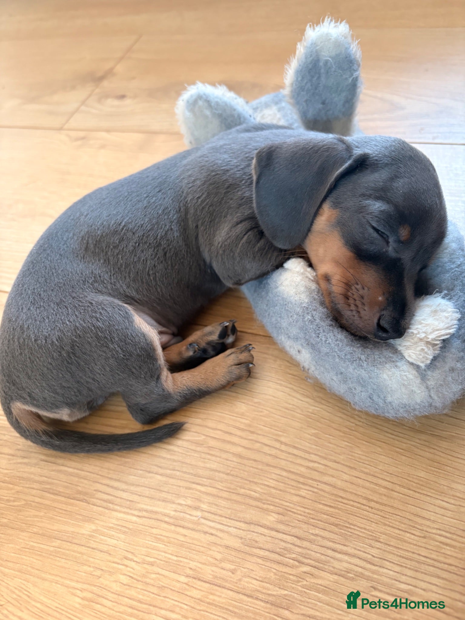 Miniature Dachshund dogs 2 blue male miniature dachshunds - Advert 5